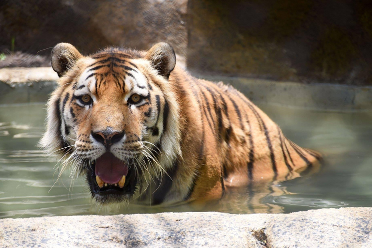 Rio de Janeiro: BioParque Guidad tur med transfer