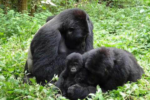 From Kigali: 4-Day Gorilla and Golden Monkey Safari