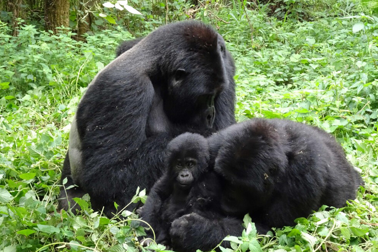 Rwanda: 8-Day Guided Tour with Gorilla Trekking 8 Days Visit Rwanda Safari Package