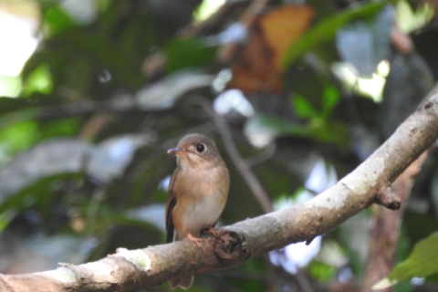 Observación de aves en Kochi