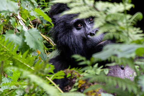 Uganda: 10-dniowe safari z Entebbe do wodospadów Murchison