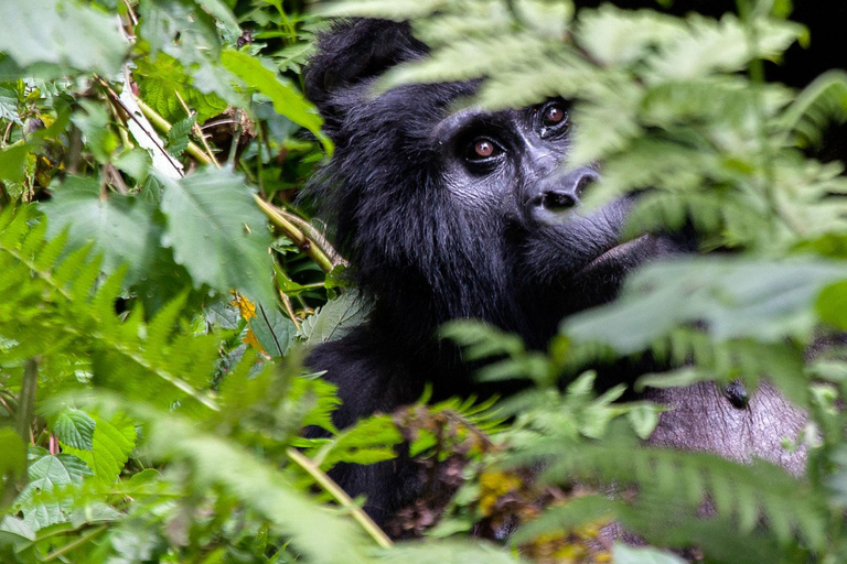 Uganda: 10-dagars safari från Entebbe till Murchison Falls