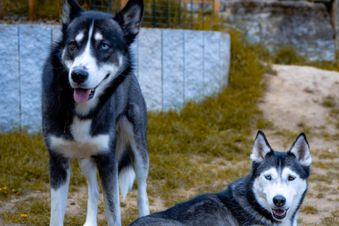 Husky Erlebniswanderung AlthütteCaminhada com a experiência do Husky