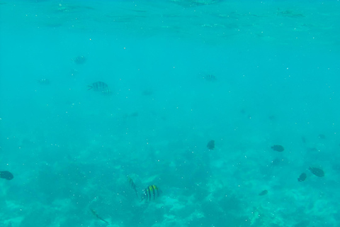 Zanzibar : Visite des dauphins, plongée en apnée et excursion sur les bancs de sable