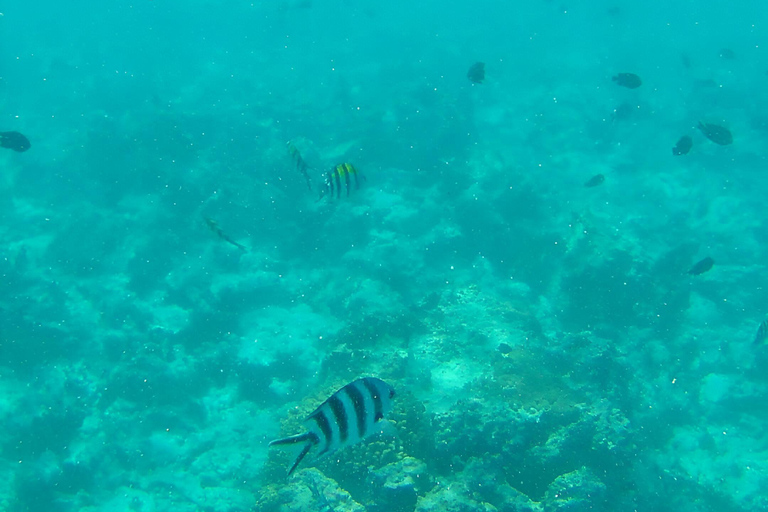 Zanzibar : Visite des dauphins, plongée en apnée et excursion sur les bancs de sable