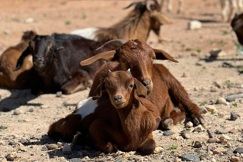 From Marrakech: Essaouira Day Trip with Beach & Medina Essaouira Small Group Day Trip