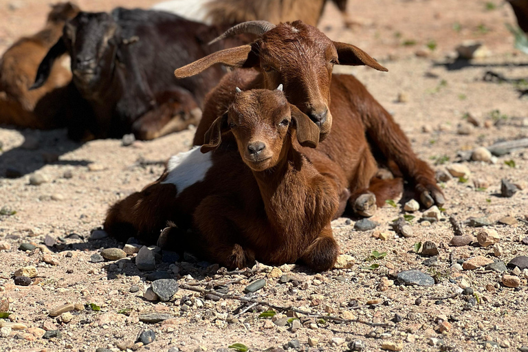 From Marrakech: Essaouira Day Trip with Beach & Medina Essaouira Small Group Day Trip