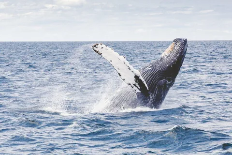 Norte de Lenangen: Tour en barco para avistar ballenas con almuerzo