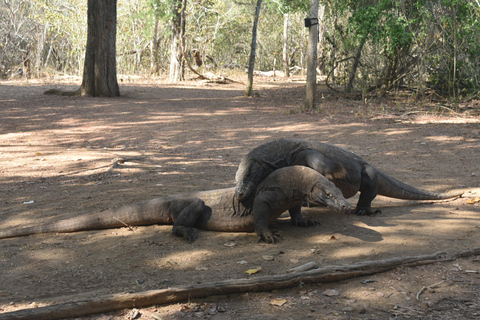 Labuan Bajo: Honeymoon Package Komodo Island Tour