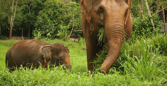 Phuket Elephant Nature Reserve: 90-Minute Elephant Adventure