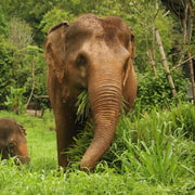 Phuket Elephant Nature Reserve: 90-Minute Elephant Adventure