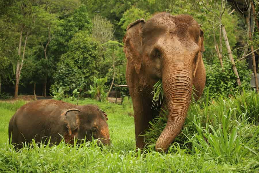 Phuket Elephant Nature Reserve: 90-minütiges Elefantenabenteuer. Foto: GetYourGuide Phuket Elephant Nature Reserve: 90-minütiges Elefantenabenteuer. Foto: GetYourGuide
