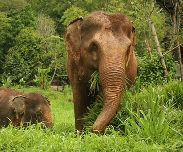 Phuket: Elephant Nature Reserve toegangsbewijs en rondleiding
