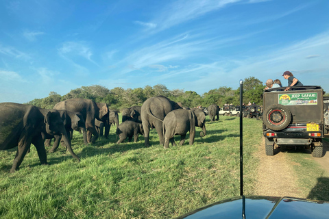 Minneriya National Park: Jeep Safari Include Entrance Fees