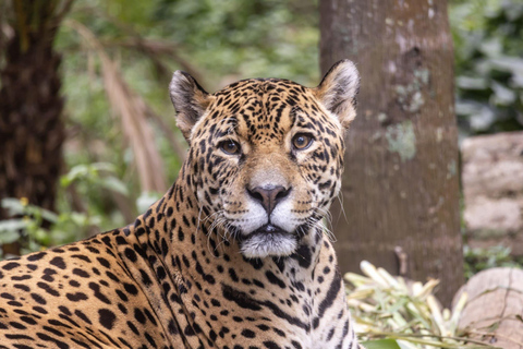 São Paulo: Eintrittskarte für den Zoo von São Paulo