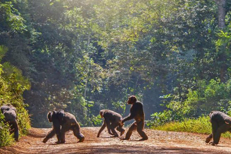 Kigali:1 Day Nyungwe Canopy Walk & Waterfall Tour adventure