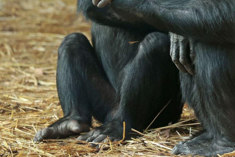 Nairobi: tour di un giorno a Ol Pejeta da NairobiNairobi: Tour di un giorno di Ol Pejeta da Nairobi