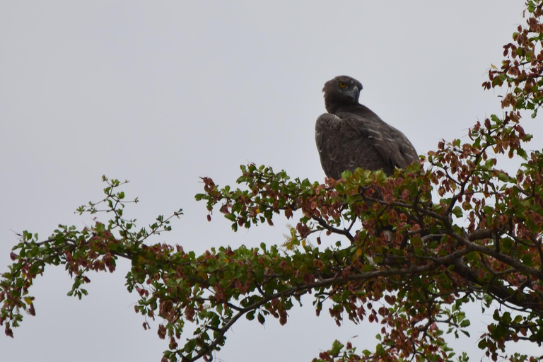 Z Zanzibaru: 2-dniowe safari w Selous z lotami i spacerem po buszuZanzibar: Selous 2-Day Safari with Flights &amp; Bush Walk