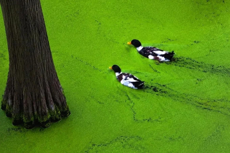 Qingshan Lake: Matcha Lake Sightseeing and Kayaking