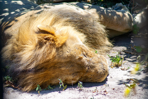 Desde las cataratas Victoria Excursión de un día a Chobe, Botsuana
