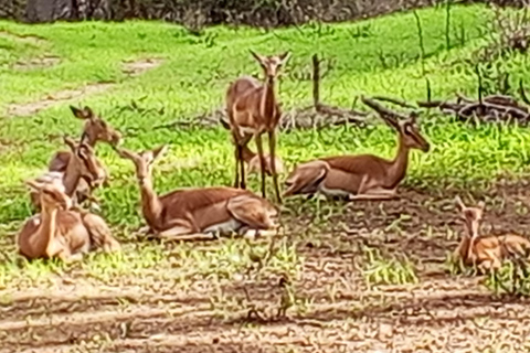 From Dakar: Bandia Reserve Safari and Pink Lake Tour