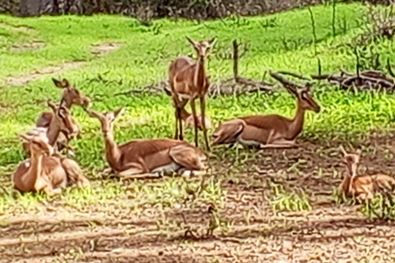 From Dakar: Bandia Reserve Safari and Pink Lake Tour
