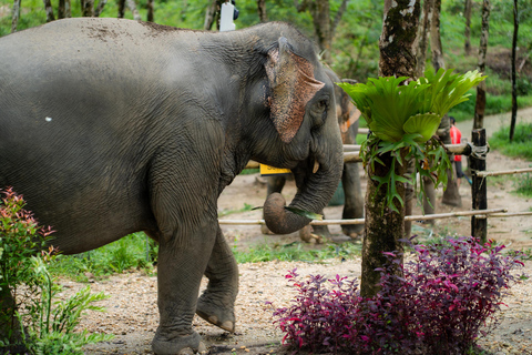 Khao Lak Ethical Elephant Sanctuary Visit & River Tubing Khaolak: Elephant Sanctuary Visit & River Tubing Tour