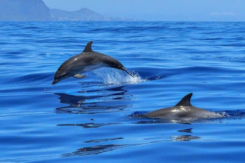 Dolphin Tour, Blå lagunen, Sjöstjärnor, The Rock, Paje Beach