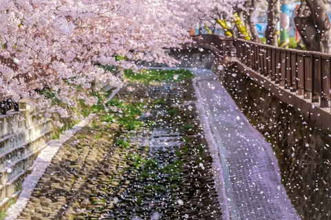 Seoul: Jinhae Cherry Blossom Tour with Busan Drop-off Option [Round Trip From Seoul] Jinhae Cherry Blossom Day Tour