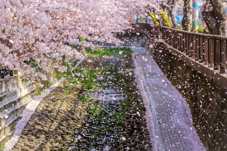 Seoul: Jinhae Cherry Blossom Tour with Busan Drop-off Option [Round Trip From Seoul] Jinhae Cherry Blossom Day Tour