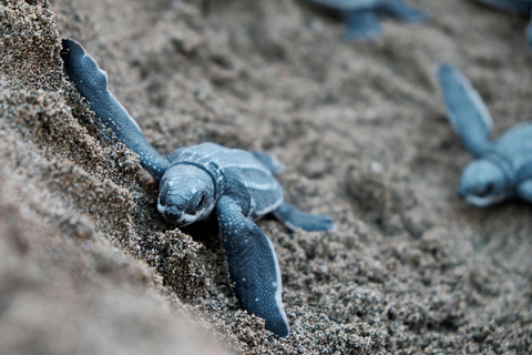 Visite privée de Galle avec visite des tortues de mer et safari en bateau