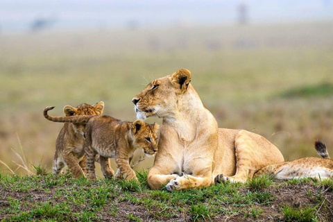 Parque Nacional de Amboseli: Excursão guiada de 1 dia