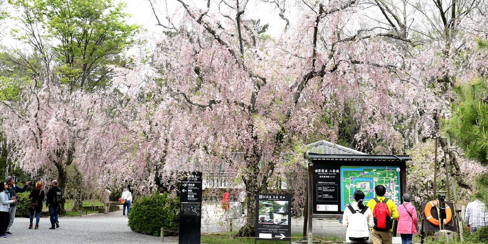 Kyoto experience — temples, geisha, bamboo grove — image 3