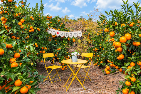Jeju: Udo Island, Seongsan & Tangerine Picking Tour