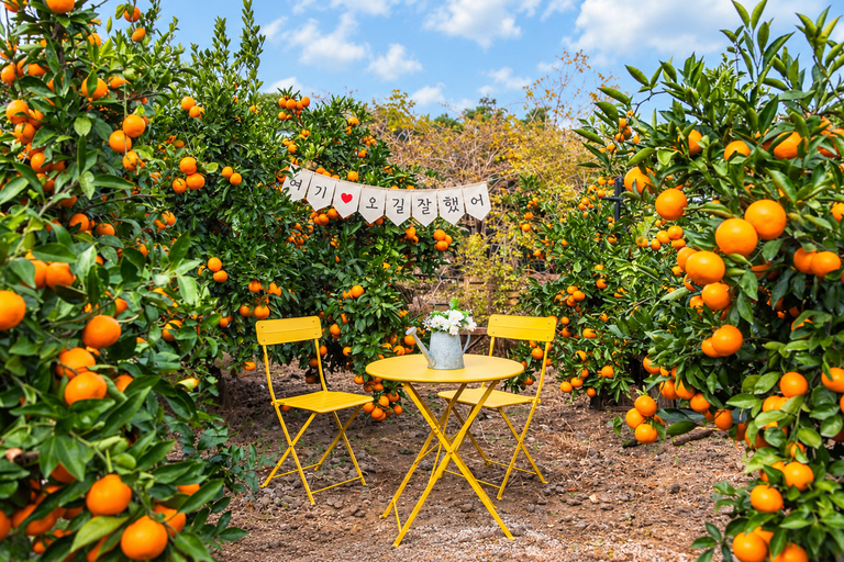 Jeju: Udo Island, Seongsan & Tangerine Picking Tour