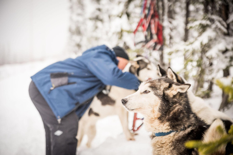 Fairbanks, AK: Excursão de meio dia &quot;Conduz a tua própria equipa canina