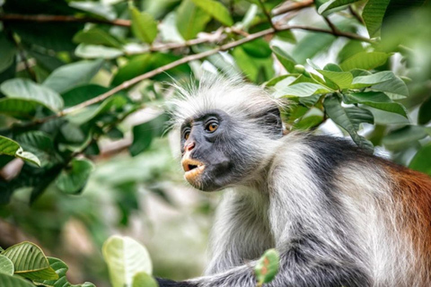Zanzibar: Jozani Forest & Salaam Cave + Pickup & Entry fees Private Group: with Hotel Pickup from ALL HOTELS in Zanzibar