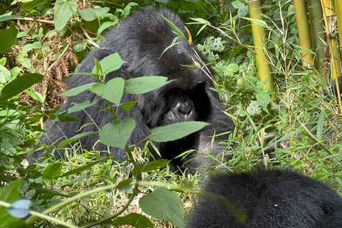 3-daagse gorillatrektocht Mgahinga Gorilla NP Oeganda via Rwanda