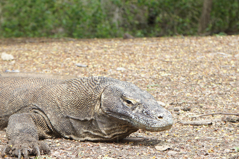Labuan Bajo: Komodo Islands Speedboat Day Trip with Pickup Komodo Islands Speedboat Day Trip with Pickup