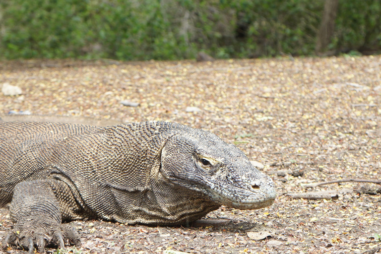 Labuan Bajo: Komodo Islands Speedboat Day Trip with Pickup Komodo Islands Speedboat Day Trip with Pickup