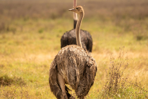 Serengeti : 4 jours d'expédition privée de luxe pour les Big Five