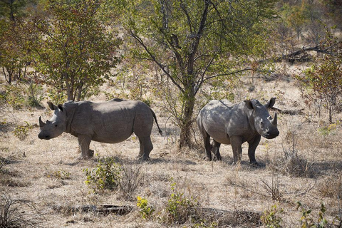 Livingstone: Birdwatching & Rhino Game Drive Safari
