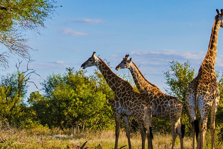 Durban: Tala Game Reserve, Phezulu Park en markttour