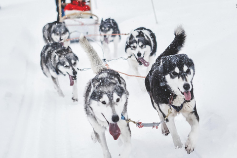 Rovaniemi: Paseo familiar en trineo tirado por huskies y visita a una granja