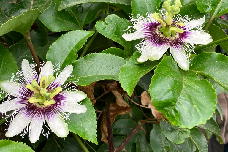 Madeira: Banana Plantation Guided Tour with Tasting