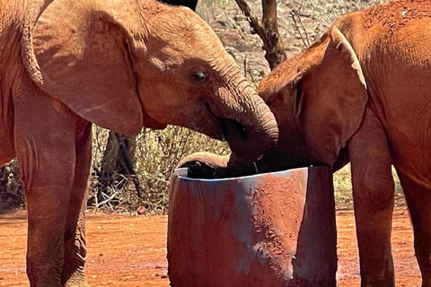 Nairobi national park, elephant orphanage giraffe center