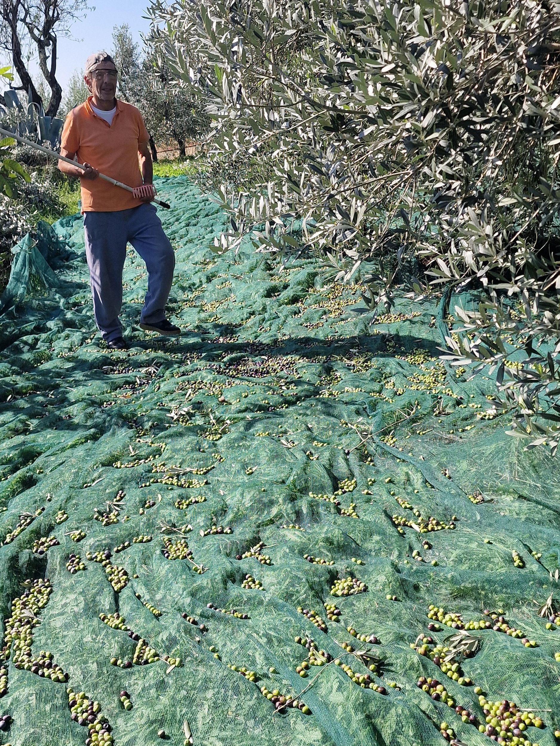 Arezzo: Geführte sensorische Verkostung von zertifiziertem Bio-Olivenöl extra vergine