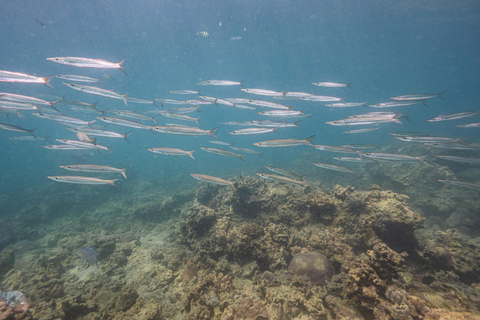 Phuket: Scuba Diving for Beginner (Shore dive in Kata beach) Phuket: Discovery Scuba Diving Experience Shore dive in Kata