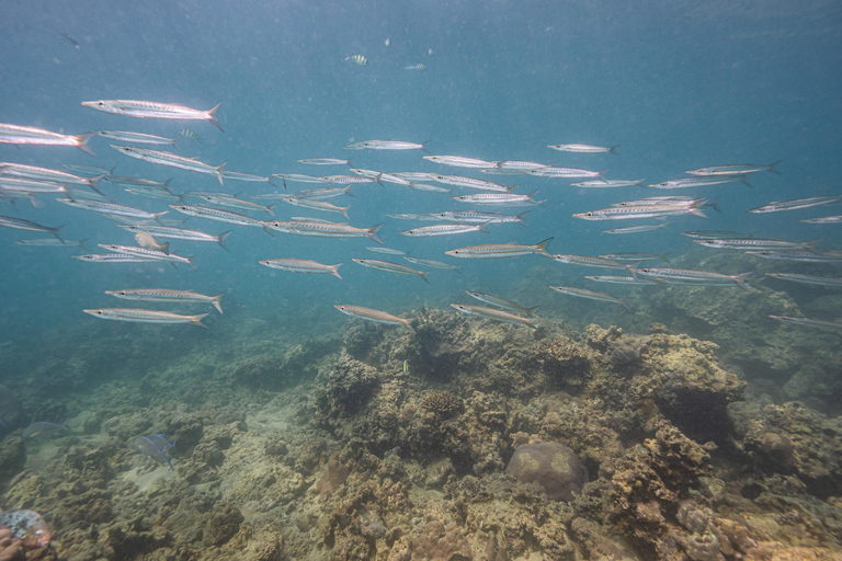 Phuket: Scuba Diving for Beginner (Shore dive in Kata beach) Phuket: Discovery Scuba Diving Experience Shore dive in Kata