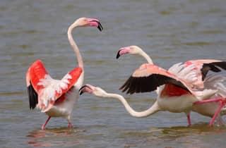 Sevilla: Vogelbeobachtungstour im Nationalpark Doñana